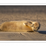 phoque commun, ou veau marin (Phoca vitulina)