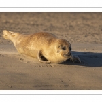 phoque commun, ou veau marin (Phoca vitulina)