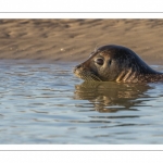 phoque commun, ou veau marin (Phoca vitulina)