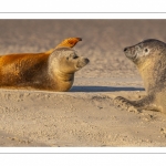 phoque commun, ou veau marin (Phoca vitulina)