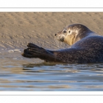 phoque commun, ou veau marin (Phoca vitulina)