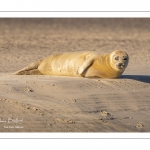 phoque commun, ou veau marin (Phoca vitulina)