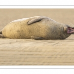 phoque commun, ou veau marin (Phoca vitulina)