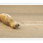 phoque commun, ou veau marin (Phoca vitulina)