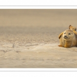 phoque commun, ou veau marin (Phoca vitulina)