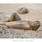 Chaque annÃ©e, l'association Picardie Nature recueille de jeunes phoques abandonnÃ©s par leur mÃ¨re et les prend en charge dans son centre de soins. Lorsqu'ils sont en Ã¢ge de se nourrir seuls, ils sont relachÃ©s en Baie de Somme, Ã  la pointe du Hourdel. Cette remise en libertÃ© est mÃ©diatisÃ©e par l'association qui fait de cette action une vitrine de ses activiÃ©s et la foule est nombreuse pour assister Ã  cet Ã©vÃ©nement. Saison : Automne, Lieu : Le Hourdel, Baie de Somme, Somme, Picardie, France.