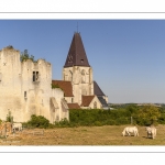 Château féodal et Collégiale Saint-Martin de Picquigny