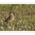 Pipit farlouse (Anthus pratensis - Meadow Pipit)