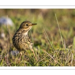 Pipit farlouse (Anthus pratensis - Meadow Pipit)