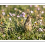 Pipit farlouse (Anthus pratensis - Meadow Pipit)