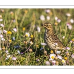 Pipit farlouse (Anthus pratensis - Meadow Pipit)