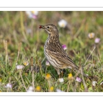 Pipit farlouse (Anthus pratensis - Meadow Pipit)