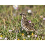 Pipit farlouse (Anthus pratensis - Meadow Pipit)