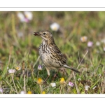 Pipit farlouse (Anthus pratensis - Meadow Pipit)