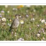 Pipit farlouse (Anthus pratensis - Meadow Pipit)