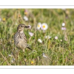 Pipit farlouse (Anthus pratensis - Meadow Pipit)