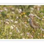 Pipit farlouse (Anthus pratensis - Meadow Pipit)