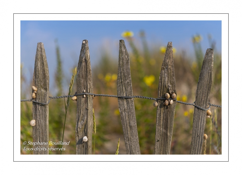 Ganivelles couvertes d'escargots dans les dunes en baie de Somme