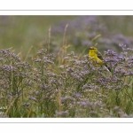 Bergeronnette printanière (Motacilla flava - Western Yellow Wagtail)