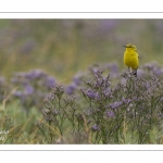 Bergeronnette printanière (Motacilla flava - Western Yellow Wagtail)