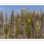 Ganivelles couvertes d'escargots dans les dunes en baie de Somme