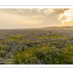 Les mollières de la baie de Somme avec les lilas de mer en fleur au petit matin.