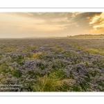 Les mollières de la baie de Somme avec les lilas de mer en fleur au petit matin.