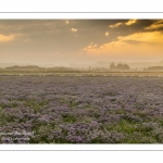 Les mollières de la baie de Somme avec les lilas de mer en fleur au petit matin.