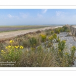 Les mollières de la baie de Somme avec les lilas de mer en fleur au petit matin.