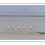 Spatules blanches (Platalea leucorodia - Eurasian Spoonbill)