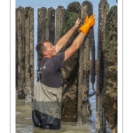 Les mytiliculteurs récoltent les moules de bouchots