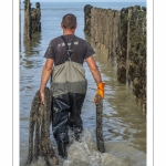 Les mytiliculteurs récoltent les moules de bouchots