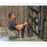 Les mytiliculteurs récoltent les moules de bouchots