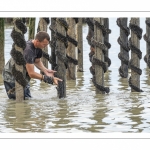 Les mytiliculteurs récoltent les moules de bouchots