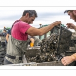 Les mytiliculteurs récoltent les moules de bouchots