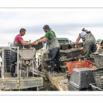 Les mytiliculteurs récoltent les moules de bouchots