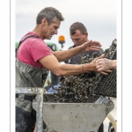 Les mytiliculteurs récoltent les moules de bouchots