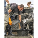 Les mytiliculteurs récoltent les moules de bouchots