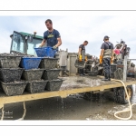 Les mytiliculteurs récoltent les moules de bouchots