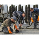 Les mytiliculteurs récoltent les moules de bouchots