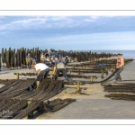 Les mytiliculteurs récoltent les moules de bouchots