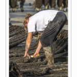 Les mytiliculteurs récoltent les moules de bouchots