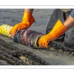 Les mytiliculteurs récoltent les moules de bouchots