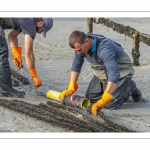 Les mytiliculteurs récoltent les moules de bouchots