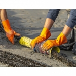 Les mytiliculteurs récoltent les moules de bouchots