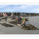 Les mytiliculteurs récoltent les moules de bouchots