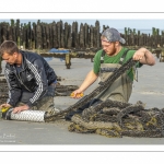 Les mytiliculteurs récoltent les moules de bouchots