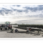 Les mytiliculteurs récoltent les moules de bouchots