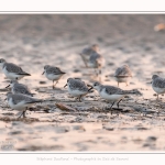 Becasseaux_sanderling_quend_21_01_2017_001-border