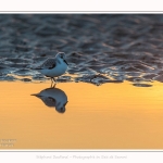 Becasseaux_sanderling_quend_21_01_2017_002-border